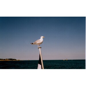 照片 法国(France) 布雷阿岛(Brehat Island) 1997-06 9