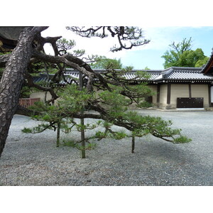 照片 日本(Japan) 京都(Kyoto) 西本愿寺(Nishi Honganji Temple) 2010-06 3
