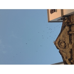 照片 巴拿马(Panama) 巴拿马城(Panama City) 2015-03 308