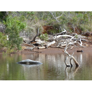 照片 新喀里多尼亚(New Caledonia) 蓝河公园(Parc de la Riviere Bleue) 2010-05 19