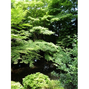照片 日本(Japan) 东京(Tokyo) 根津美术馆(Nezu Museum) 2010-06 26