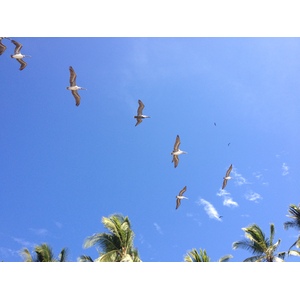 照片 哥斯达黎加(Costa Rica) 2015-03 72
