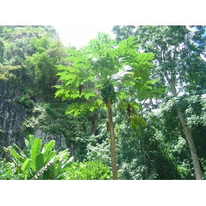 照片 波利尼西亚(Polynesia) 马克萨斯群岛(Marquises) 2006-04 153