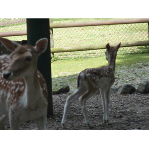 照片 意大利(Italy) 帕拉维奇诺别墅(Villa Pallavicino) 2009-06 40