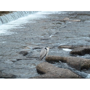 照片 日本(Japan) 京都(Kyoto) 鸭川(Kamo River) 2010-06 6