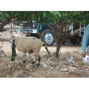 照片 巴基斯坦(Pakistan) 卡拉奇(Karachi) 2006-08 14