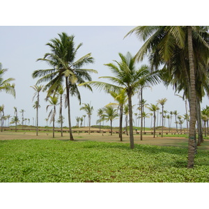 照片 印度(India) 果阿(Goa) 凯悦酒店(Hyatt Hotel) 2003-05 38