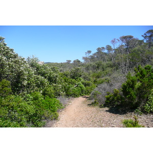 照片 法国(France) 波克罗勒岛(Porquerolles Island) 勒坎角(Pointe du Lequin) 2008-05 55