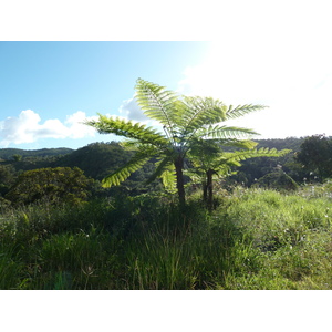 照片 新喀里多尼亚(New Caledonia) 卡纳拉至拉福阿公路(Canala to La Foa road) 2010-05 43