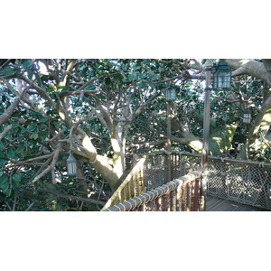 照片 法国(France) 巴黎迪士尼乐园(Disneyland Paris) 鲁滨逊树屋(La Cabane des Robinson) 2007-07 23