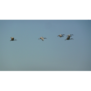 照片 法国(France) 盖朗德(Guerande) 盐田(Les marais salants) 2007-08 13