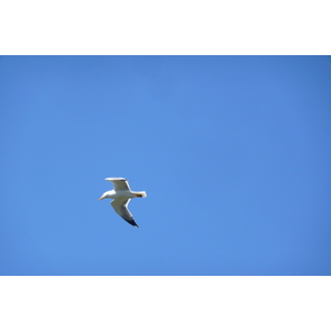 照片 法国(France) 波克罗勒岛(Porquerolles Island) 勒坎角(Pointe du Lequin) 2008-05 33
