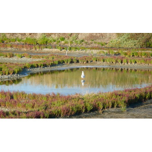 照片 法国(France) 盖朗德(Guerande) 盐田(Les marais salants) 2007-08 27