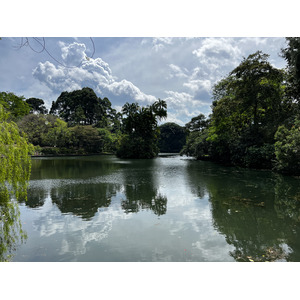 照片 新加坡(Singapore) 新加坡植物园(Singapore Botanic Gardens) 2023-01 13