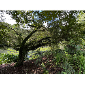 照片 新加坡(Singapore) 新加坡植物园(Singapore Botanic Gardens) 2023-01 27