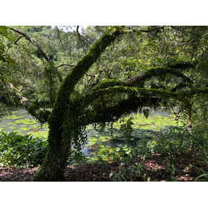 照片 新加坡(Singapore) 新加坡植物园(Singapore Botanic Gardens) 2023-01 98