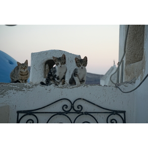 照片 希腊(Greece) 圣托里尼岛(Santorini) 2016-07 82