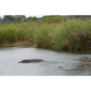 照片 南非(South Africa) 克鲁格国家公园(Kruger National Park) 萨布尔河(Sable River) 2008-09 73