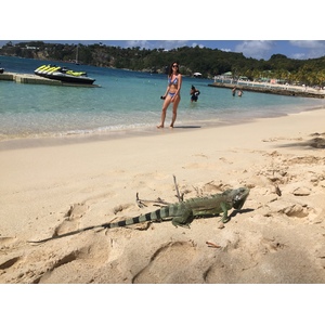 照片 瓜德罗普(Guadeloupe) 卡拉维尔海滩(La Caravelle Beach) 2021-02 73