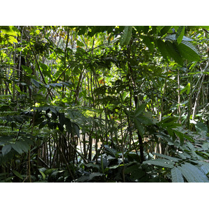 照片 新加坡(Singapore) 新加坡植物园(Singapore Botanic Gardens) 2023-01 30
