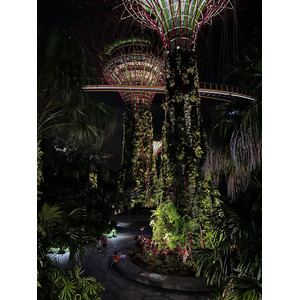 照片 新加坡(Singapore) 滨海湾花园(Garden by the bay) 2023-01 33