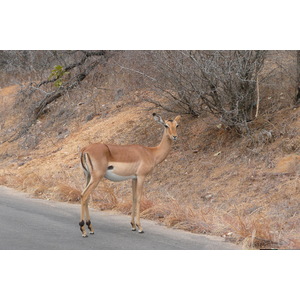 照片 南非(South Africa) 克鲁格国家公园(Kruger National Park) 2008-09 190
