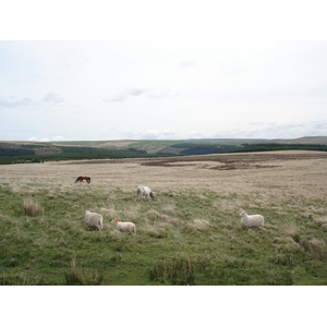 照片 英国(United Kingdom) 布雷肯比肯斯国家公园(Brecon Beacons National Park) 2006-05 19