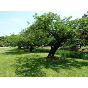 照片 日本(Japan) 东京(Tokyo) 滨离宫恩赐庭园(Hama rikyu Gardens) 2010-06 4