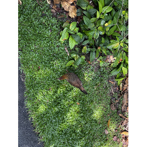照片 新加坡(Singapore) 新加坡植物园(Singapore Botanic Gardens) 2023-01 26
