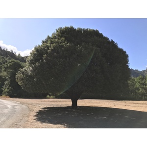 照片 法国(France) 科西嘉岛(Corsica) 昆扎(Quenza) 2017-09 3