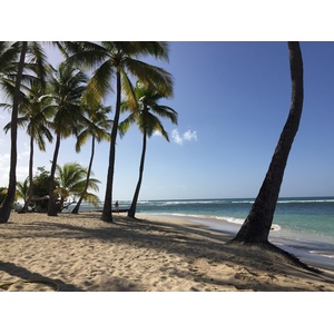 照片 瓜德罗普(Guadeloupe) 卡拉维尔海滩(La Caravelle Beach) 2021-02 89