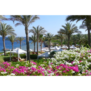 照片 埃及(Egypt) 沙姆沙伊赫(Sharm el Sheikh) 四季酒店(Four Seasons Hotel) 四季酒店海滩(Four Seasons Beach) 2008-06 49