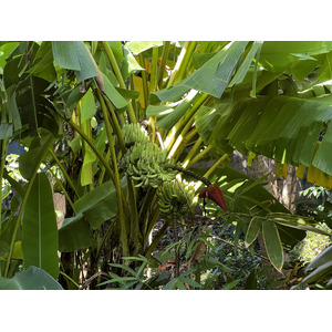 照片 泰国(Thailand) 普吉岛(Phuket) 卡塔海滩(Kata Beach) 卡塔花园度假村(Kata Garden Resort) 2021-12 21