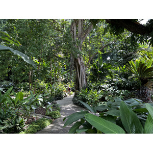 照片 新加坡(Singapore) 新加坡植物园(Singapore Botanic Gardens) 2023-01 80