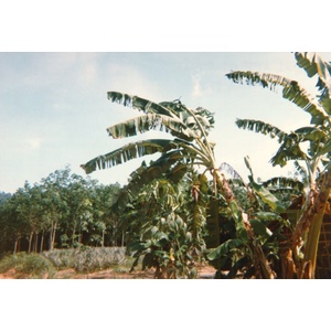 照片 泰国(Thailand) 普吉岛(Phuket) 1989-04 66