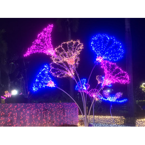 照片 泰国(Thailand) 清迈(Chiang Mai) 农布阿哈公园(Nong Buak Haad Public Park) 2024-01 52