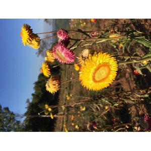 照片 泰国(Thailand) 普欣隆卡国家公园(Phu Hin Rong Kla National Park) 2014-12 7