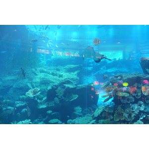照片 阿联酋(United Arab Emirates) 迪拜(Dubai) 迪拜购物中心(The Dubai Mall) 2011-12 7