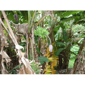 照片 塞舌尔(Seychelles) 拉迪格岛(La Digue) 2011-10 219