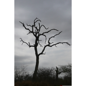 照片 南非(South Africa) 克鲁格国家公园(Kruger National Park) 2008-09 112