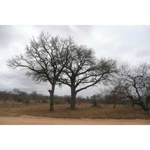 照片 南非(South Africa) 克鲁格国家公园(Kruger National Park) 2008-09 32