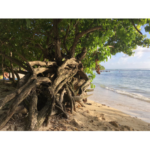 照片 瓜德罗普(Guadeloupe) 小阿弗尔海滩(Petit Havre Beach) 2021-02 22
