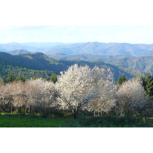 照片 法国(France) 塞文山脉(Cevennes Mountains) 2008-04 31