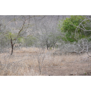 照片 南非(South Africa) 克鲁格国家公园(Kruger National Park) 姆蓬多(Mpondo) 2008-09 17