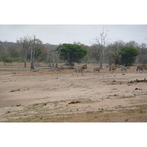 照片 南非(South Africa) 克鲁格国家公园(Kruger National Park) 姆蓬多(Mpondo) 2008-09 23