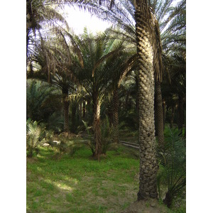 照片 阿联酋(United Arab Emirates) 艾因(Al Ain) 艾因绿洲(Al Ain Oasis) 2005-03 11