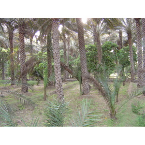照片 阿联酋(United Arab Emirates) 艾因(Al Ain) 艾因绿洲(Al Ain Oasis) 2005-03 7