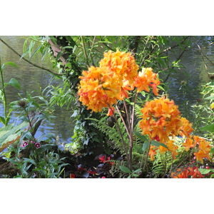 照片 法国(France) 吉维尼(Giverny) 2013-06 77