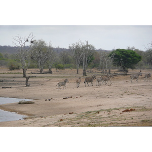 照片 南非(South Africa) 克鲁格国家公园(Kruger National Park) 姆蓬多(Mpondo) 2008-09 5