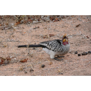 照片 南非(South Africa) 克鲁格国家公园(Kruger National Park) 姆蓬多(Mpondo) 2008-09 39